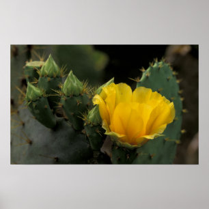 VS, Texas, bloeiende schijfcactus. Poster