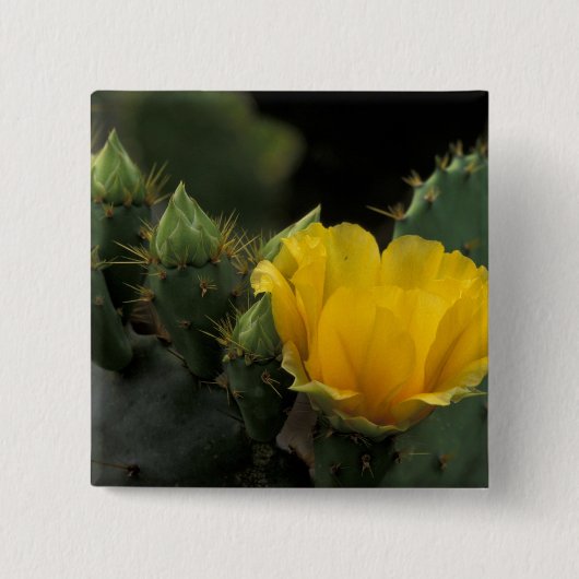 VS, Texas, bloeiende schijfcactus. Vierkante Button 5,1 Cm (Voorkant)
