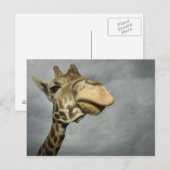 VS, Texas, Fossil Rim Wildlife Area, giraffe Briefkaart (Voorkant / Achterkant)