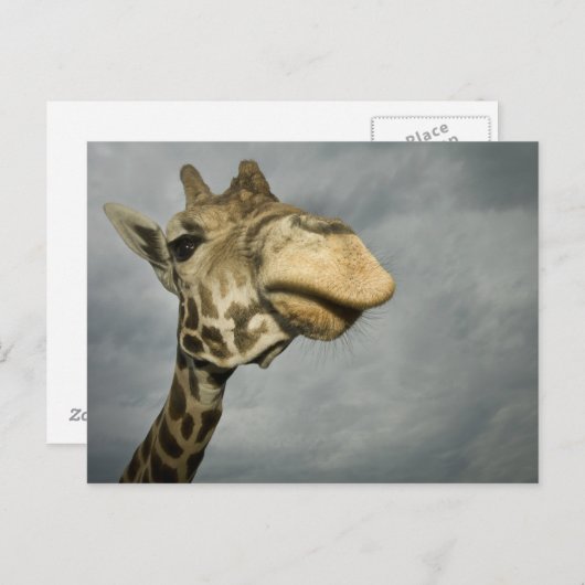 VS, Texas, Fossil Rim Wildlife Area, giraffe Briefkaart (Voorkant / Achterkant)