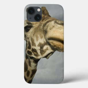 VS, Texas, Fossil Rim Wildlife Area, giraffe iPhone 13 Hoesje