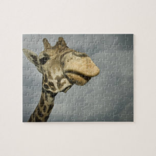 VS, Texas, Fossil Rim Wildlife Area, giraffe Legpuzzel
