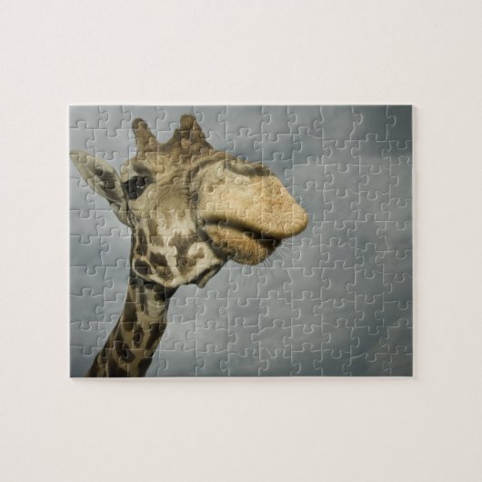 VS, Texas, Fossil Rim Wildlife Area, giraffe Legpuzzel (Horizontaal)