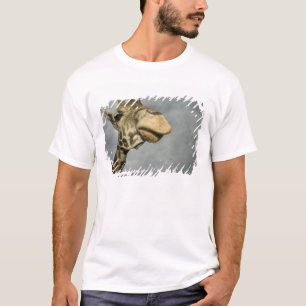 VS, Texas, Fossil Rim Wildlife Area, giraffe T-shirt
