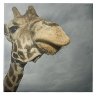 VS, Texas, Fossil Rim Wildlife Area, giraffe Tegeltje