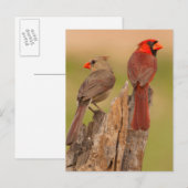 VS, Texas, Hidalgo County. Kardinaal haar Briefkaart (Voorkant / Achterkant)