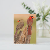 VS, Texas, Hidalgo County. Kardinaal haar Briefkaart (Staand voorkant)