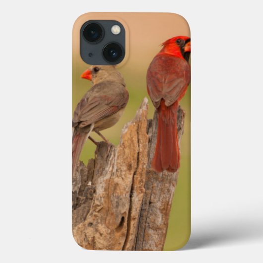 VS, Texas, Hidalgo County. Kardinaal haar Case-Mate iPhone Case (Achterkant)