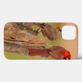 VS, Texas, Hidalgo County. Kardinaal haar Case-Mate iPhone Case (Achterkant (horizontaal))