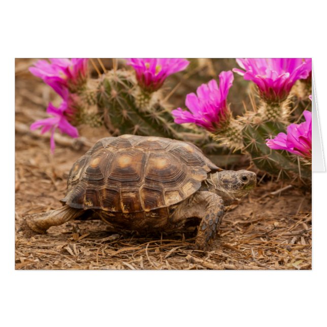 VS, Texas, Hidalgo County. Landschildpad (Voorkant Horizontaal)