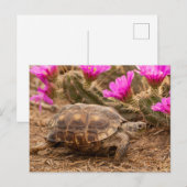VS, Texas, Hidalgo County. Landschildpad Briefkaart (Voorkant / Achterkant)