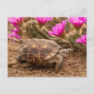 VS, Texas, Hidalgo County. Landschildpad Briefkaart
