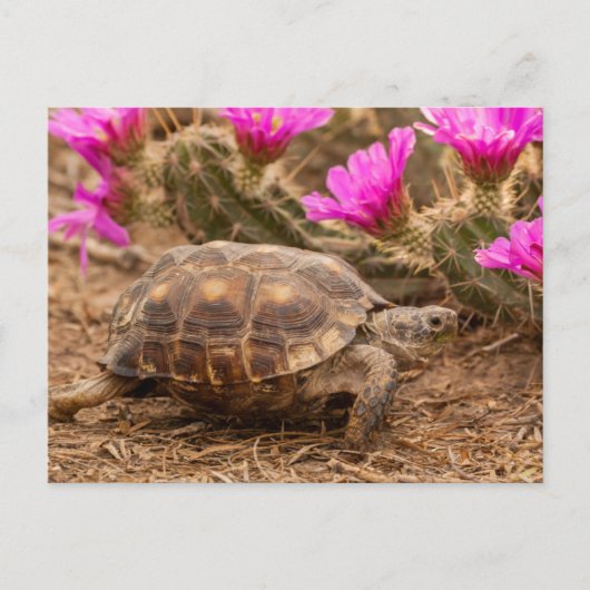 VS, Texas, Hidalgo County. Landschildpad Briefkaart (Voorkant)