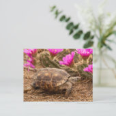 VS, Texas, Hidalgo County. Landschildpad Briefkaart (Staand voorkant)