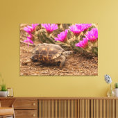 VS, Texas, Hidalgo County. Landschildpad Canvas Afdruk (Insitu (Woonkamer))