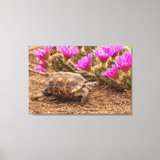 VS, Texas, Hidalgo County. Landschildpad Canvas Afdruk (Voorkant)