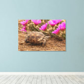 VS, Texas, Hidalgo County. Landschildpad Canvas Afdruk (Insitu (Houten vloer))