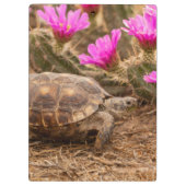 VS, Texas, Hidalgo County. Landschildpad Klembord (Achterkant)