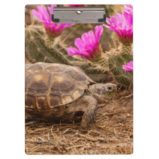 VS, Texas, Hidalgo County. Landschildpad Klembord (Voorkant)