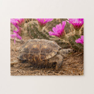 VS, Texas, Hidalgo County. Landschildpad Legpuzzel