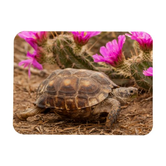 VS, Texas, Hidalgo County. Landschildpad Magneet (Horizontaal)