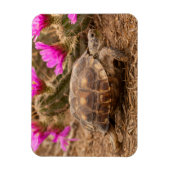 VS, Texas, Hidalgo County. Landschildpad Magneet (Verticaal)