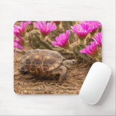 VS, Texas, Hidalgo County. Landschildpad Muismat (Met muis)
