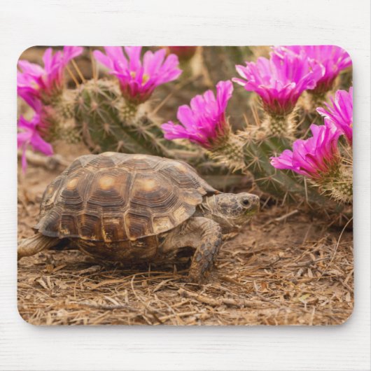 VS, Texas, Hidalgo County. Landschildpad Muismat (Voorkant)