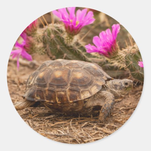 VS, Texas, Hidalgo County. Landschildpad Ronde Sticker (Voorkant)