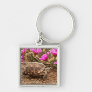 VS, Texas, Hidalgo County. Landschildpad Sleutelhanger