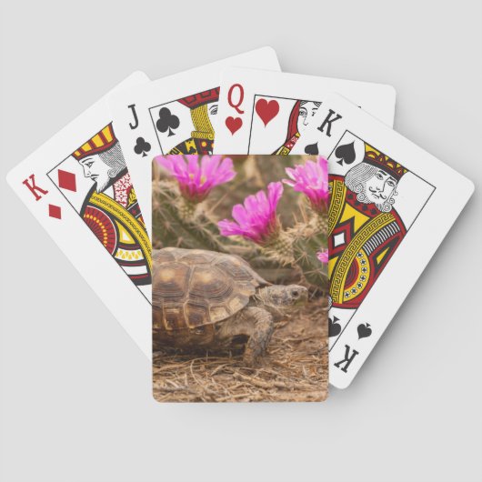 VS, Texas, Hidalgo County. Landschildpad Speelkaarten (Achterkant)