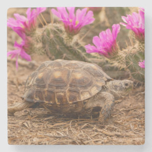 VS, Texas, Hidalgo County. Landschildpad Stenen Onderzetter