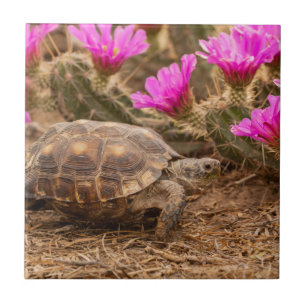VS, Texas, Hidalgo County. Landschildpad Tegeltje