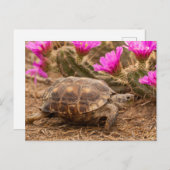 VS, Texas, Hidalgo County. Tortoise Briefkaart (Voorkant / Achterkant)