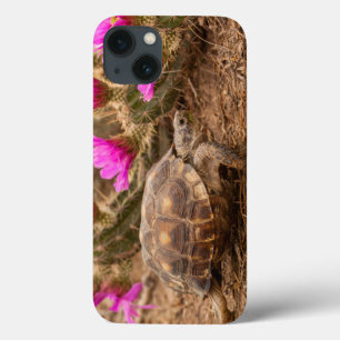 VS, Texas, Hidalgo County. Tortoise iPhone 13 Hoesje