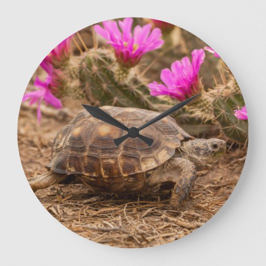 VS, Texas, Hidalgo County. Tortoise Grote Klok (Voorkant)