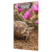 VS, Texas, Hidalgo County. Tortoise Klembord (Links)