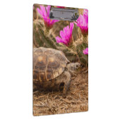 VS, Texas, Hidalgo County. Tortoise Klembord (Rechts)