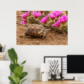 VS, Texas, Hidalgo County. Tortoise Poster (Thuiskantoor)