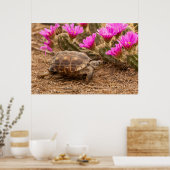 VS, Texas, Hidalgo County. Tortoise Poster (Keuken)