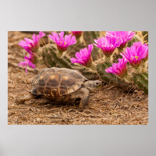 VS, Texas, Hidalgo County. Tortoise Poster (Voorkant)