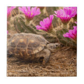 VS, Texas, Hidalgo County. Tortoise Tegeltje (Voorkant)