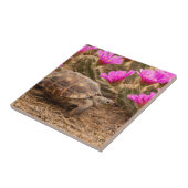 VS, Texas, Hidalgo County. Tortoise Tegeltje (Zijkant)