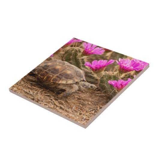 VS, Texas, Hidalgo County. Tortoise Tegeltje (Zijkant)