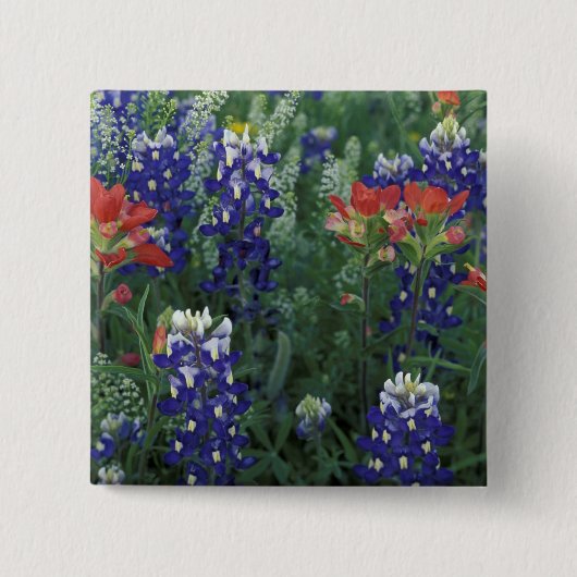VS, Texas Hill Country. Blauwbijen en blauwvintoni Vierkante Button 5,1 Cm (Voorkant)