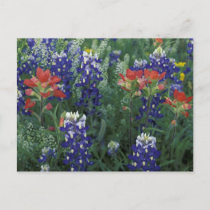 VS, Texas Hill Country. Blauwe lupinen en Briefkaart