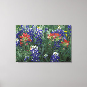 VS, Texas Hill Country. Blauwe lupinen en Canvas Afdruk