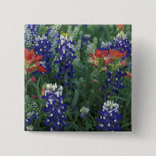 VS, Texas Hill Country. Blauwe lupinen en Vierkante Button 5,1 Cm