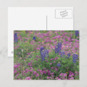 VS, Texas Hill Country. Bluebonnets onder phlox Briefkaart (Voorkant / Achterkant)