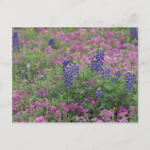 VS, Texas Hill Country. Bluebonnets onder phlox Briefkaart